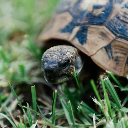 Memento Üdülőközpont